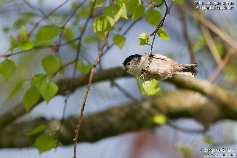 Long-tailed Tit female adult, identification, moulting, Reproduction-nesting