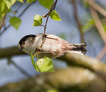 Long-tailed Tit