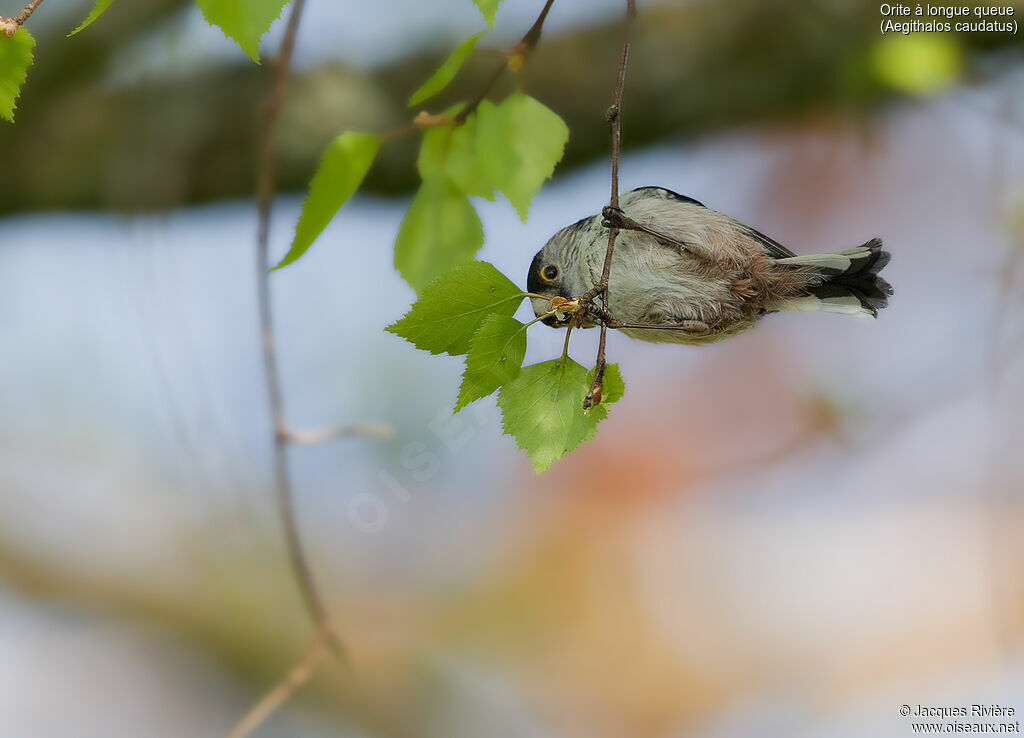 Long-tailed Tit female adult breeding, identification, moulting, Reproduction-nesting