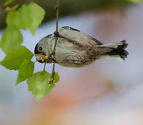 Long-tailed Tit