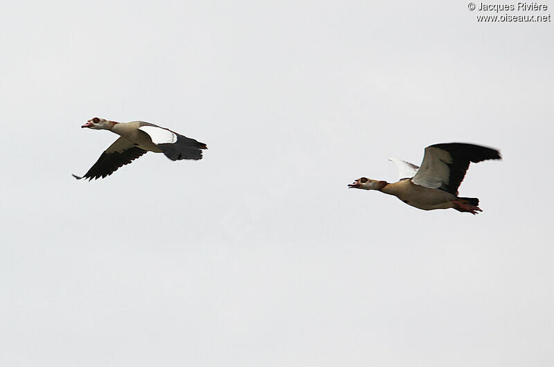 Egyptian Goose adult breeding, Flight