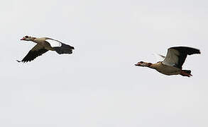 Egyptian Goose