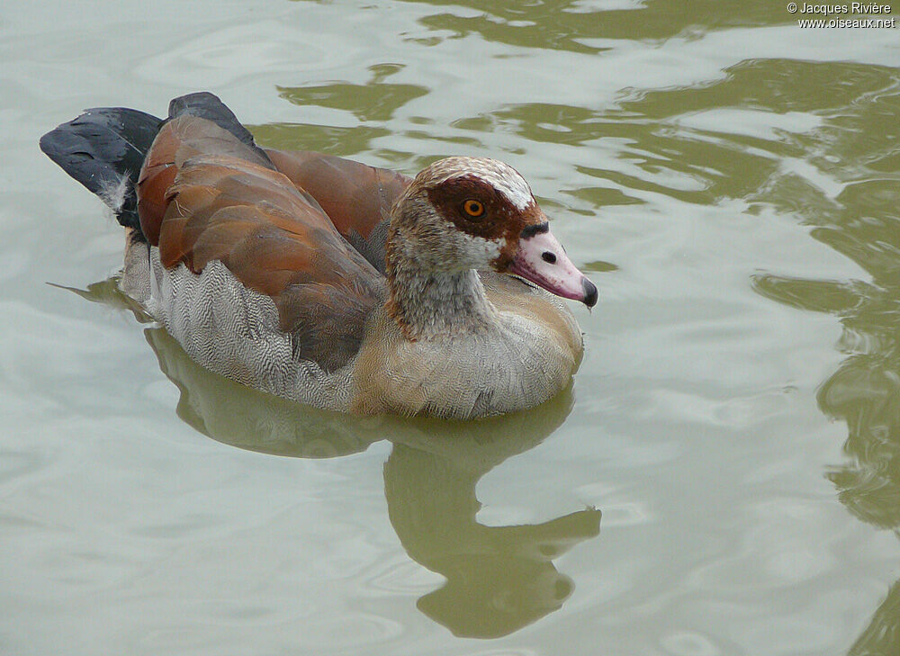 Egyptian Gooseadult breeding