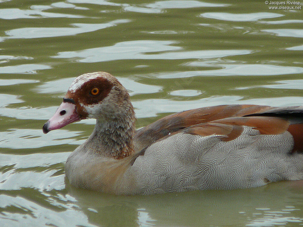 Egyptian Gooseadult breeding