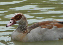 Egyptian Goose