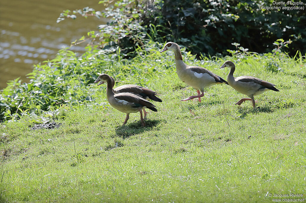 Egyptian Goose, identification, walking