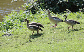 Egyptian Goose