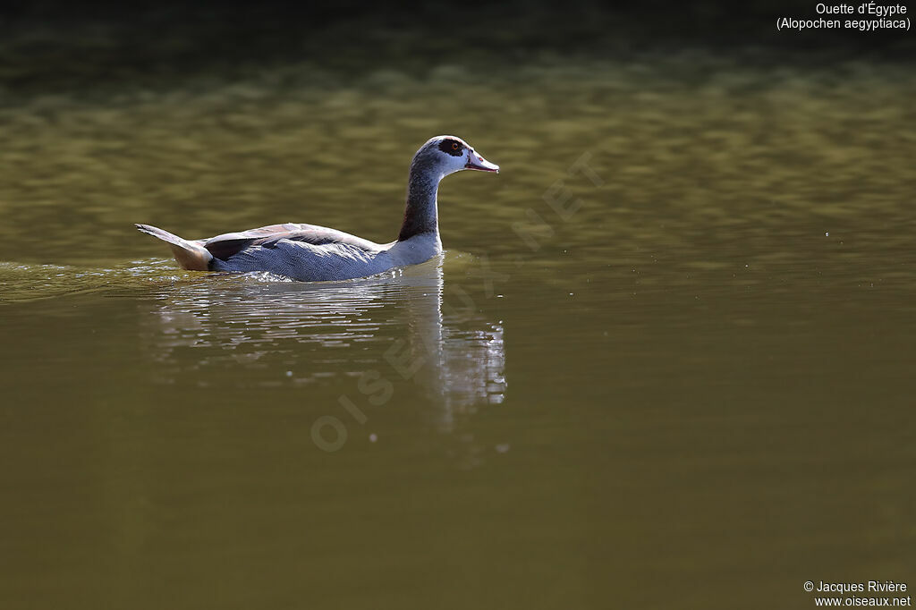 Egyptian Goose female adult breeding, identification, swimming