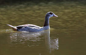 Egyptian Goose