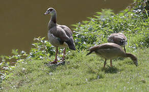 Egyptian Goose