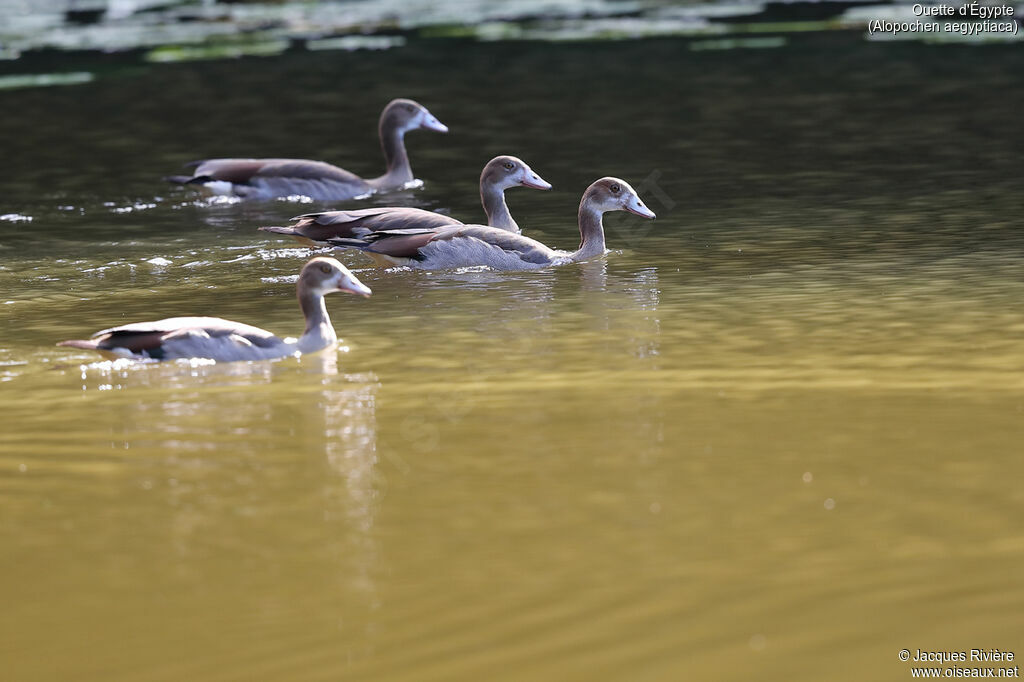 Egyptian Goose, swimming