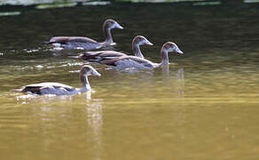 Egyptian Goose