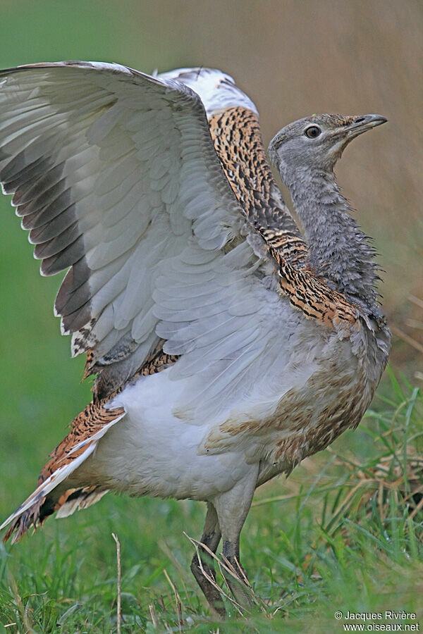 Great Bustard female adult post breeding