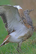 Great Bustard