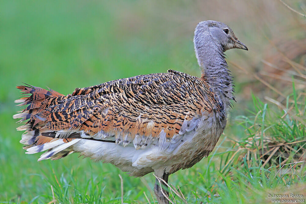 Great Bustard female adult