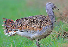 Great Bustard