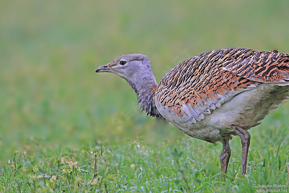 Great Bustard female adult