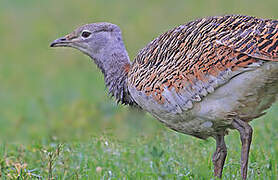 Great Bustard