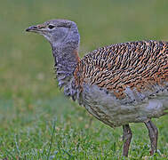 Great Bustard