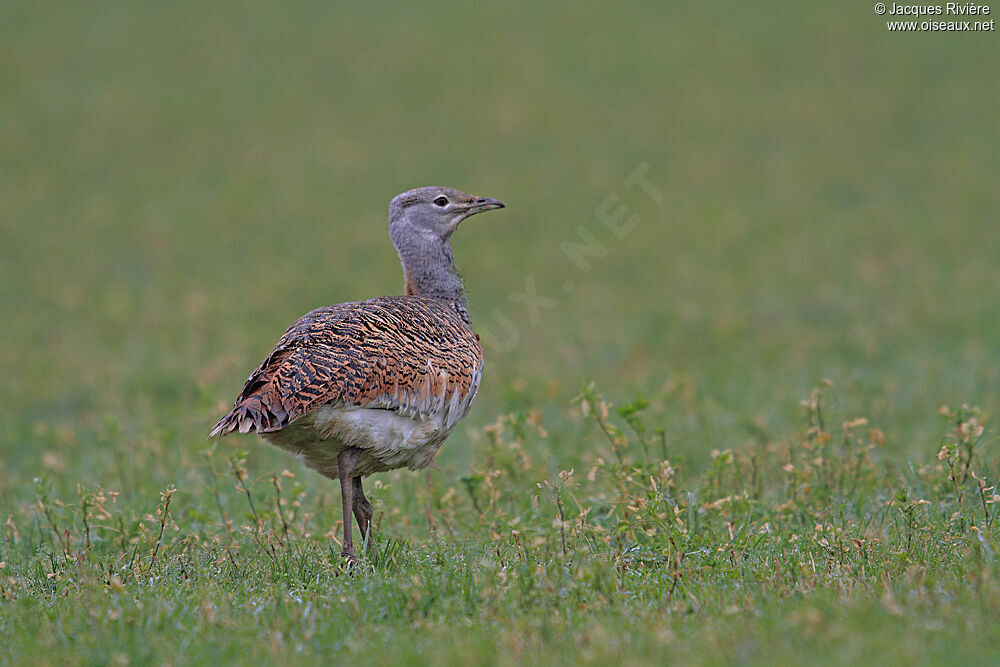 Great Bustard female adult post breeding