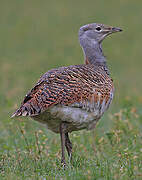 Great Bustard