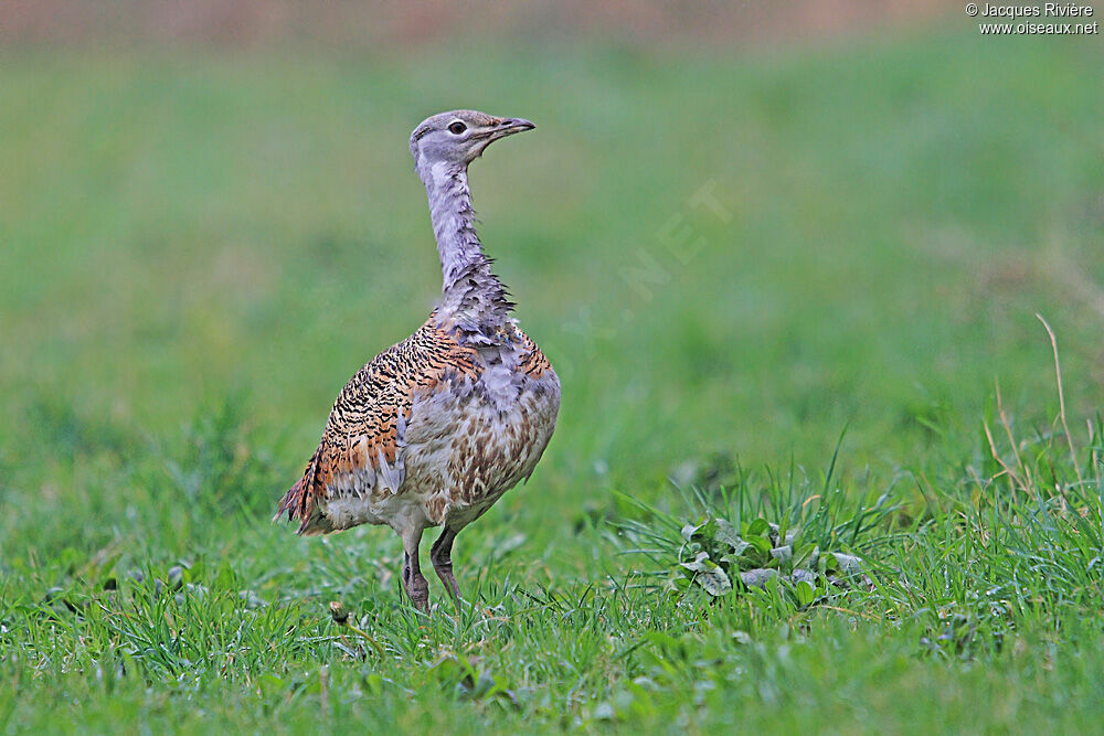 Great Bustard female adult post breeding