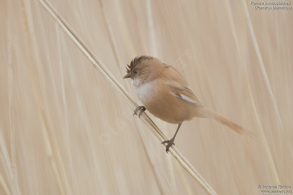 Bearded Reedling female adult breeding, identification