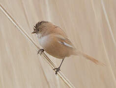 Bearded Reedling