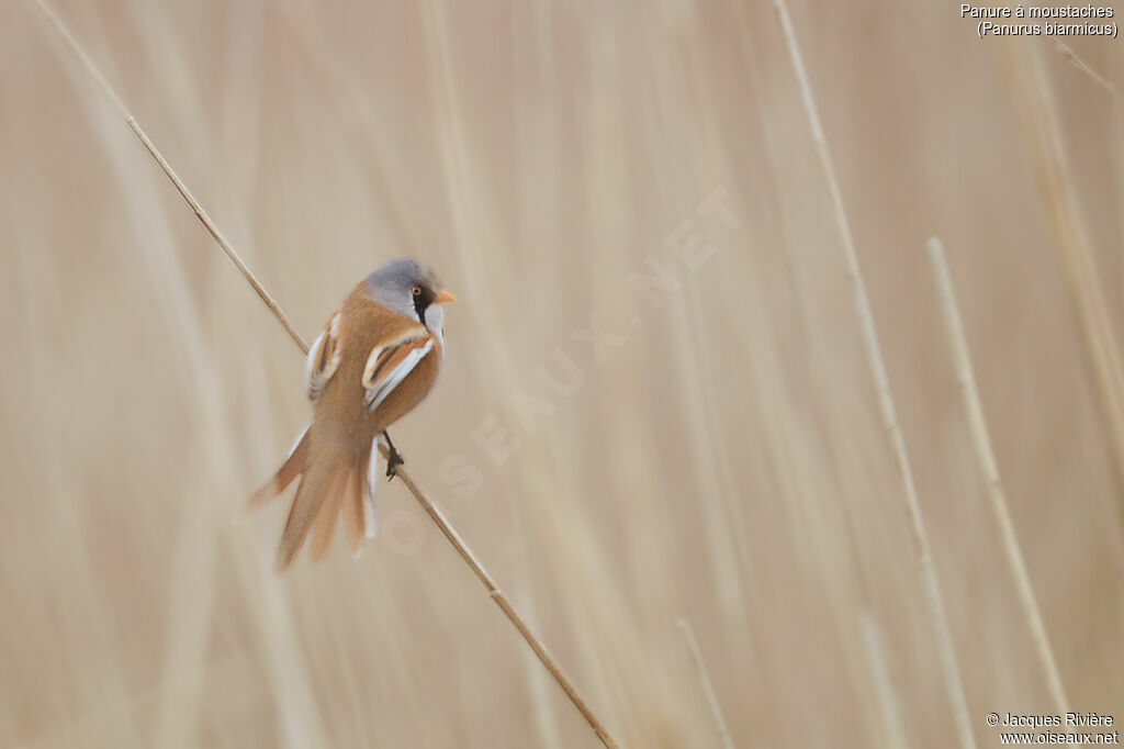 Bearded Reedling male adult breeding, identification