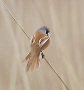 Bearded Reedling