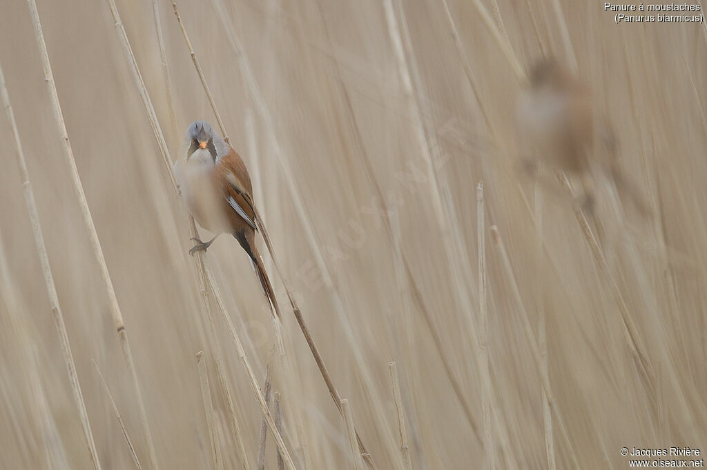 Bearded Reedling male adult breeding, identification