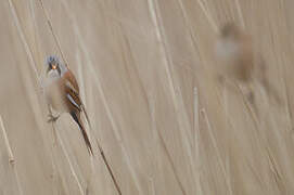 Bearded Reedling