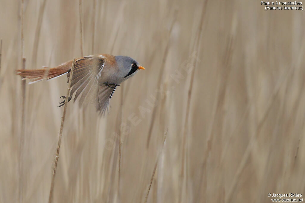 Bearded Reedling male adult breeding, Flight