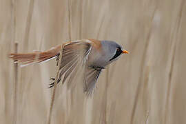 Bearded Reedling