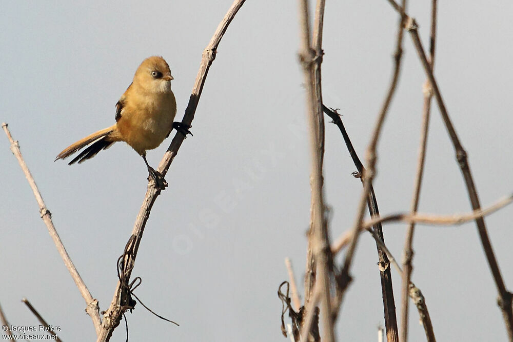 Bearded Reedling female juvenile