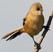 Bearded Reedling