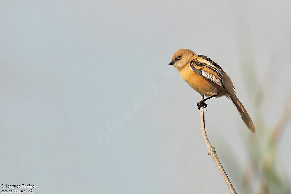 Bearded Reedling female juvenile