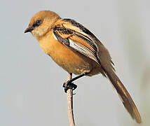 Bearded Reedling