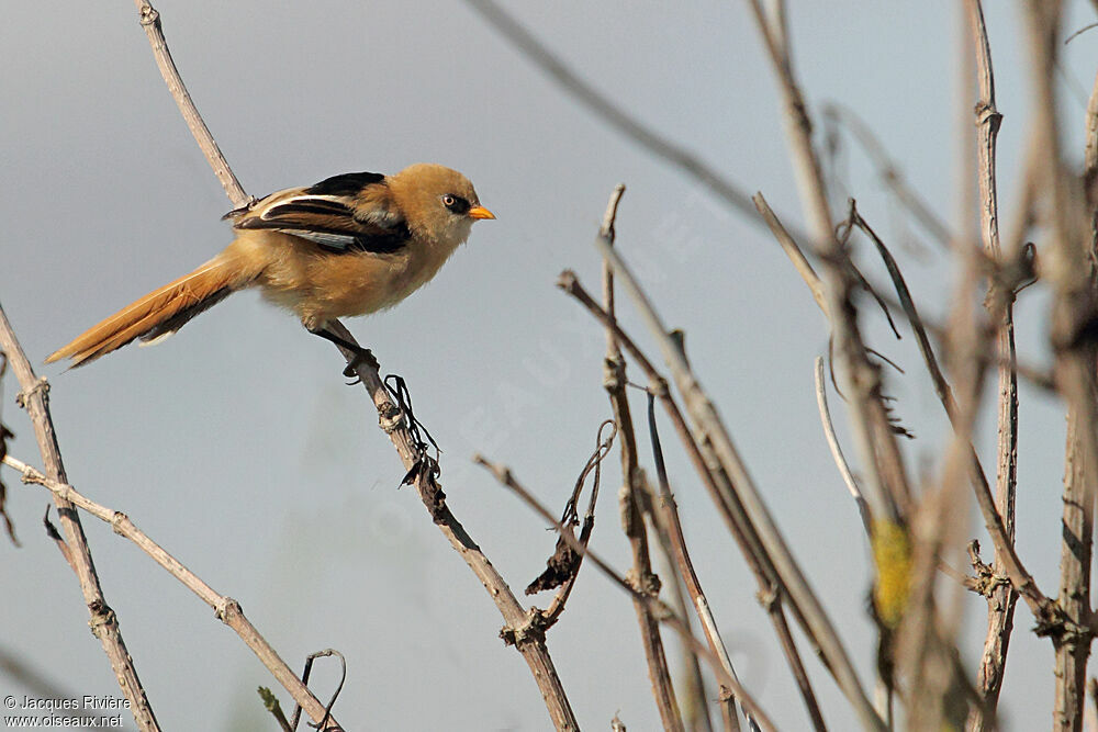 Bearded Reedling male juvenile