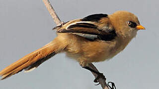 Bearded Reedling