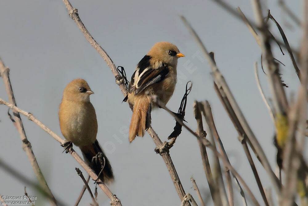 Bearded Reedlingjuvenile