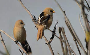 Bearded Reedling