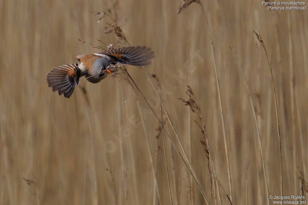 Bearded Reedling male adult, identification, Flight, Reproduction-nesting