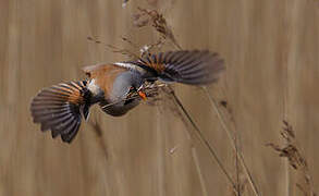 Bearded Reedling