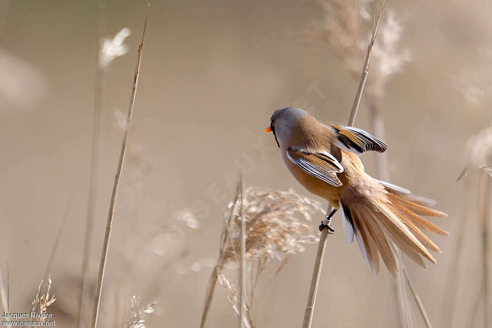 Bearded Reedling male adult breeding, identification