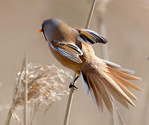 Bearded Reedling