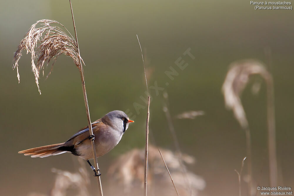 Bearded Reedlingadult breeding, identification