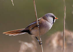 Bearded Reedling