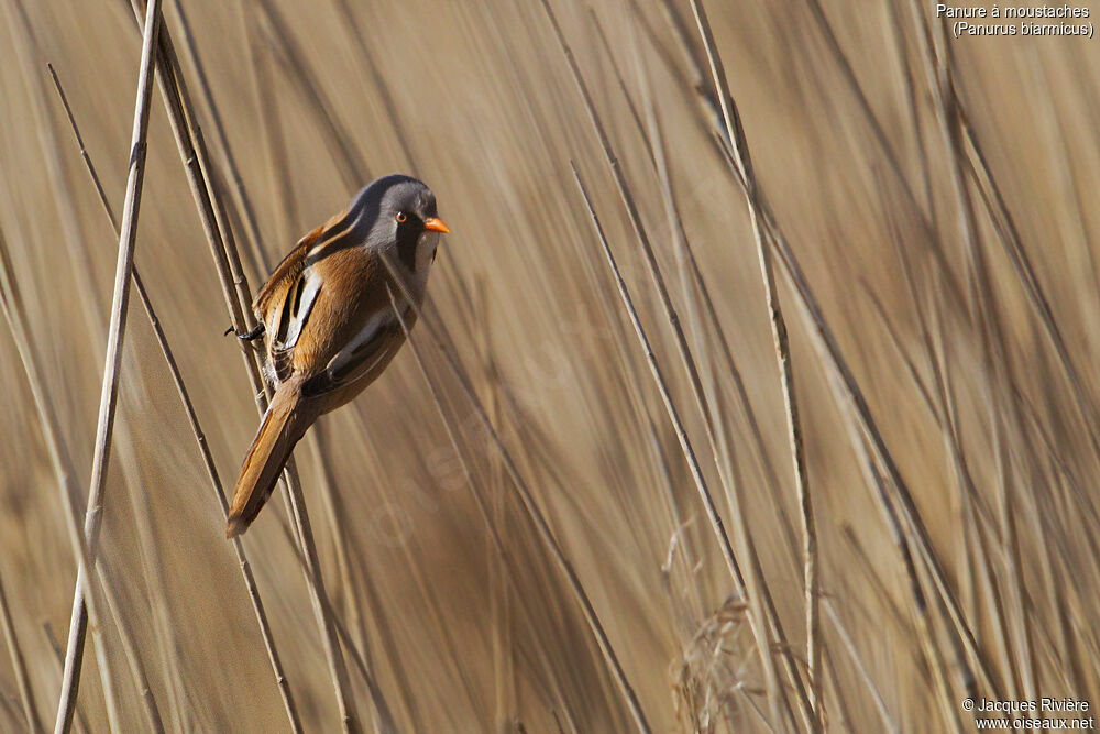 Bearded Reedling male adult breeding, identification