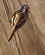 Bearded Reedling